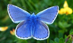 common blue butterfly