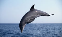 bottlenose dolphin