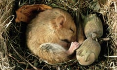 Hibernating Dormouse