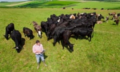 Farmer using laptop among herd of cattle in rural field