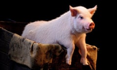 The pink pound ... Betty Blue Eyes soaks up the notices at London's Novello theatre.