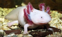 An axolotl