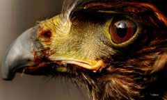 Harris hawk