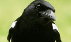 Magpie 