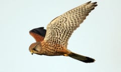 A kestrel