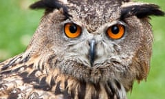 A Eurasian eagle owl