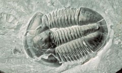 Trilobite fossil