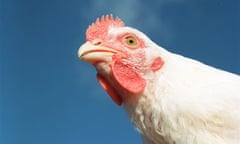 A portrait of a chicken