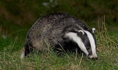 Badger 