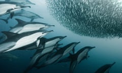 Dead in the water … common dolphins attacking a bait ball near Port St Johns, South Africa.