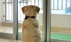 A back view of a dog looking out a window
