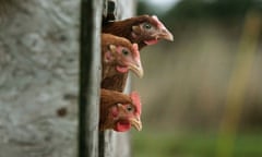 Free-range hens: using their eggs wins points for universities in the Green League