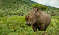 The white rhino. The resources reveal the complexity of conservation issues