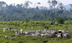 COP15 REDD Rainforest or rain forest  Jamanxim National Forest, state of Para, northern Brazil