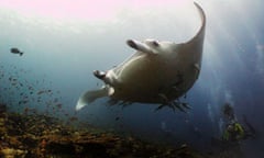 Giant Manta Ray at a cleaning station at Manta Point  around the South Ari Atoll, Maldives