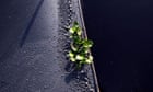 2010 year in environment:  A small plant photographed growing on polluted water  in New Delhi