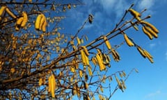 Week in wildlifeSigns of spring, catkins on a tree branch