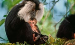 Biodiversity 100 : India : Lion-Tailed Macaque Mother and Infant