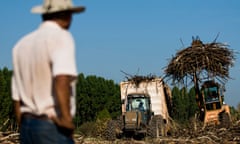 Guardian green blog festival : Sugar Cane Harvesed for biofuel Brazil