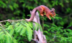 Country Diary : Red squirrel