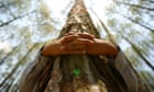 virtual Christmas gift A boy hugs a tree trunk