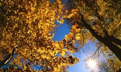 Country Diary : Yellow leaves of a beech tree in Autumn