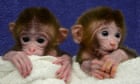 2012 in Science : Genetically modified monkeys ‘Chimera’ monkeys 