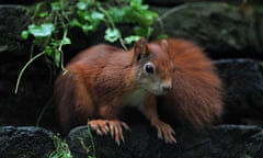 Cornwall Red Squirrel Project at Trewithin Gardens, Project Coordinator Natasha Collings