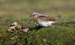 Country Diary : Eurasian Wryneck foraging on short truf