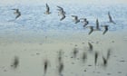 Green Shoots : flock of birds : Sanderlings, flashing across Poole Harbour 