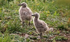 Lesser Black Backed Gull (Larus fuscus) Chicks