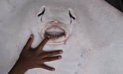 MDG boy with stingray in Indonesia