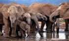 African elephants drinking at a waterhole in the Addo Elephant National Park near Port Elizabeth in South Africa's Eastern Cape Province