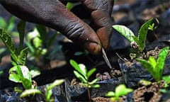 Planting trees for a carbon offset project in Kenya