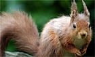 Red squirrel