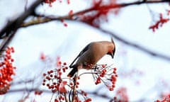 Winter birds: A waxwing