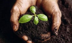 A seedling grown in a potting mixture including Biochar. Photograph: www.biochar-international.org