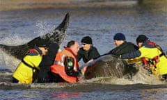 Rescuers try to help a northern bottlenose whale lost in the Thames in January 2006. Their efforts were in vain and the whale subsequently died. Photograph: John D McHugh/AFP/Getty