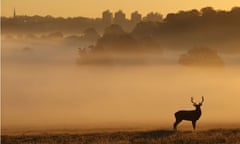 A Red Deer stags stands in the early morning mist in Richmond Park