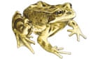 Common frog illustration