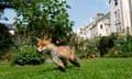 An urban fox in a town garden in daylight.