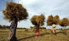 armers carry wheat crop bundles at Kisari village, near Allahabad in India