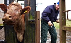 Cattle being tested for  bovine TB in rural Scotland and  government’s badger policy