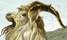 Goats in art: Lithograph of Mountain Goat