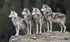 Wolves