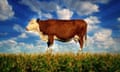 A cow in Food Inc.