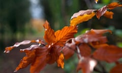 brown leaves autumn