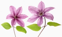 Clematis