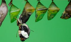 A butterfly hatches from its pupa at the Natural History Museum in London