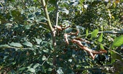 An ash tree showing signs of ash dieback